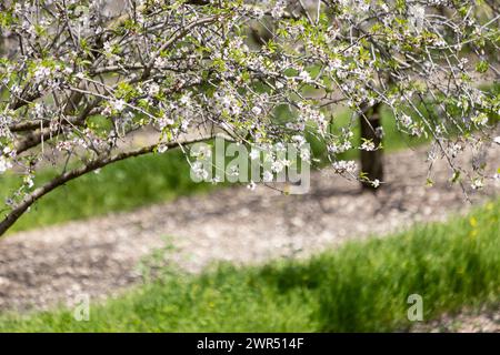 Splendidi alberi di mandorlo fioriscono in primavera dell'anno. fiori bianchi e rosa che diventano mandorle salutari. Foto Stock