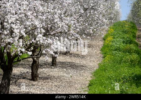 Splendidi alberi di mandorlo fioriscono in primavera dell'anno. fiori bianchi e rosa che diventano mandorle salutari. Foto Stock