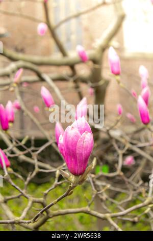 Primo piano di Sulange magnolia sul ramo dell'albero. Fioritura di magnolia in primavera. Rosa cinese o piatto magnolia fiori albero. Rosa tenera e sfondo bianco fiori natura Foto Stock