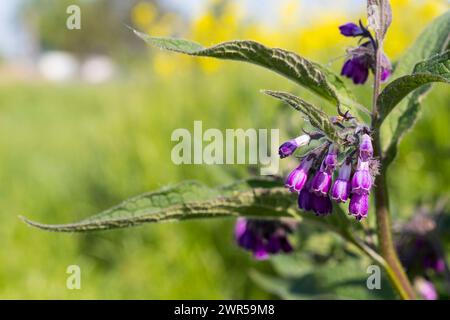 Beinwell Symphytum in Blüte, Sachsen, Deutschland *** Comfrey Symphytum in Bloom, Sassonia, Germania Foto Stock