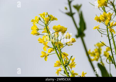 Il campo di colza fiorisce con fiori gialli luminosi sul cielo blu in Ucraina. Primo piano. Foto Stock