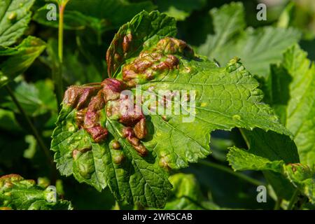 Foglia di ribes rosso cespuglio infettato da parassiti - aphid gallic Capitophorus ribis, Aphidoidea. Gli afidi assorbono la linfa della pianta, le foglie si deformano, rosse Foto Stock