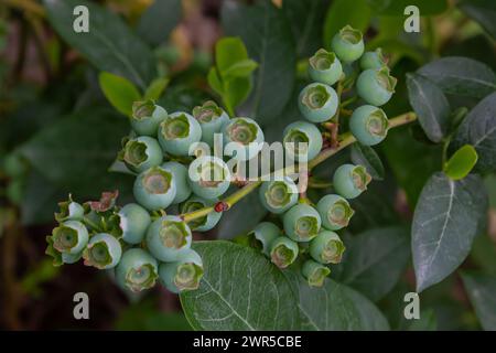 Il mirtillo settentrionale o il dolce ferisce il Vaccinium boreale coltivato presso l'azienda biologica. Foto Stock