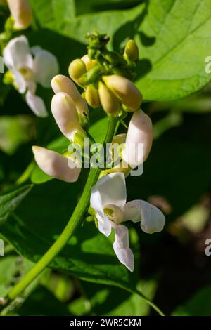 Piante di fagioli renali con fiori e baccelli giovani maturati in una piantagione, vista dal basso. Foto Stock