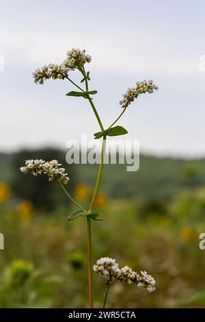 fiore di grano saraceno sul campo. Foto Stock