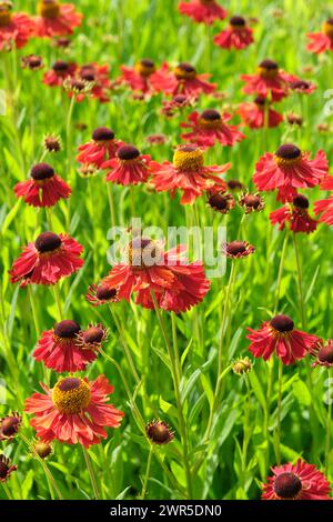 Helenium Moerheim Beauty, Stneezeweed Moerheim Beauty, teste floreali color rosso rame centrate al buio Foto Stock