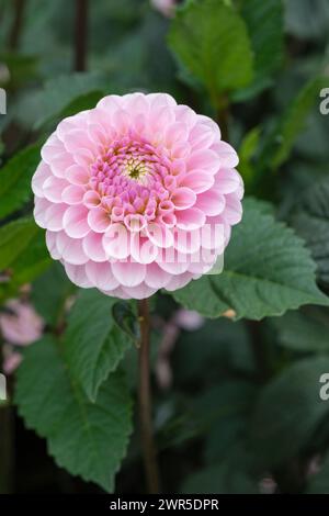 Dahlia Mago di Oz, rosa tenue pompon Dahlia Foto Stock