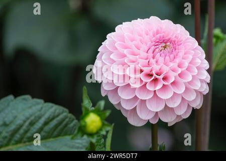 Dahlia Mago di Oz, rosa tenue pompon Dahlia Foto Stock