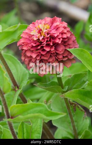 Zinnia elegans Queen Lime Red, fiore con petali esterni rosa scuro, verde lime al centro Foto Stock