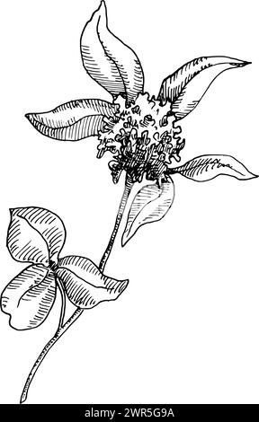 Fiore di trifoglio rosso per estrazione del miele in stile vintage. Schizzo di Trifolium. Disegno di Pratense. Illustrazione vettoriale botanico Illustrazione Vettoriale