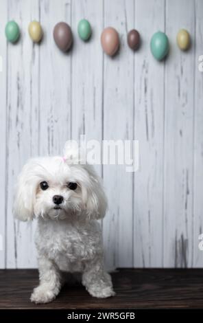 Cane maltese che guarda la macchina fotografica su sfondo bianco in legno invecchiato d'epoca con uova di Pasqua multicolore appese su di esso. Copia spazio Foto Stock