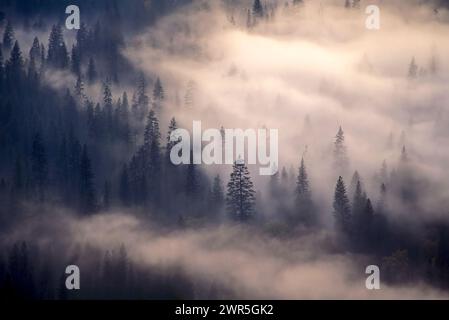 Stati Uniti: California: Parco nazionale di Yosemite: La nebbia scorre attraverso la valle di Yosemite sopra i pini. Foto Stock