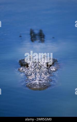 USA: Florida: Contea di Collier: Big Cypress National Preserve: Un alligatore americano ( Alligator missippiensis). Foto Stock