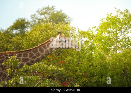 Una giraffa si allunga lungo il collo per raggiungere le foglie di un albero lussureggiante nella tranquilla cornice del Parco Nazionale di Kruger. La luce solare filtra attraverso Foto Stock