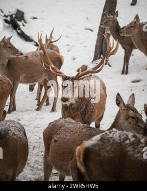 Cervo rosso maschio con grandi corna in piedi in mezzo al branco in inverno. Foto Stock