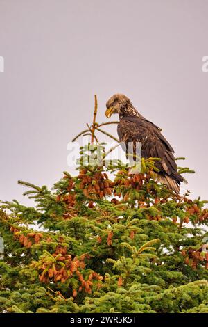 Un'aquila calva arroccata su un ramo di albero con frutti di bosco Foto Stock