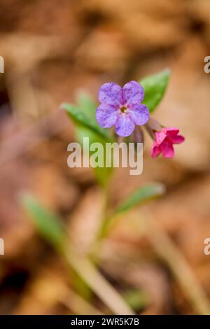 Macro con immagine (Pulmonaria officinalis) con messa a fuoco selettiva e sfondo sfocato. Foto Stock