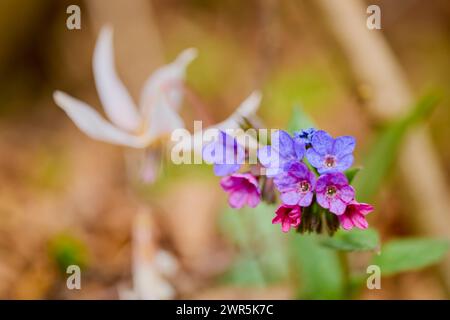 Macro con immagine (Pulmonaria officinalis) con messa a fuoco selettiva e sfondo sfocato. Foto Stock