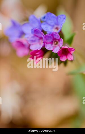 Macro con immagine (Pulmonaria officinalis) con messa a fuoco selettiva e sfondo sfocato. Foto Stock