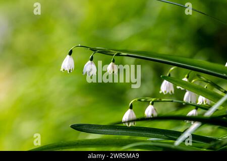 Un primo piano di fiori di fiocco di neve in estate che fioriscono in una giornata di sole primaverili Foto Stock