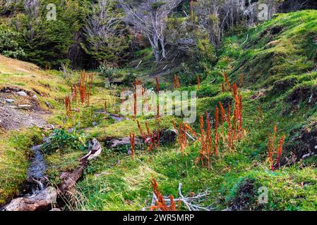 Bahia Ensenada Zaratiegui, Parco Nazionale Terra del fuoco, Patagonia, Argentina Foto Stock