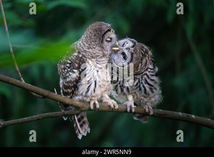 Due piccoli gufi barbuti appollaiati su un ramo d'albero Foto Stock