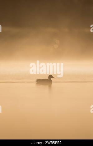 Eine Stockente schwimmt im Morgenlicht auf dem Linsenbergweiher. Rottweil Baden-Württemberg Deutschland *** Un'anatra domestica nuota alla luce del mattino sulla Linsenbergweiher Rottweil Baden Württemberg Germania Foto Stock