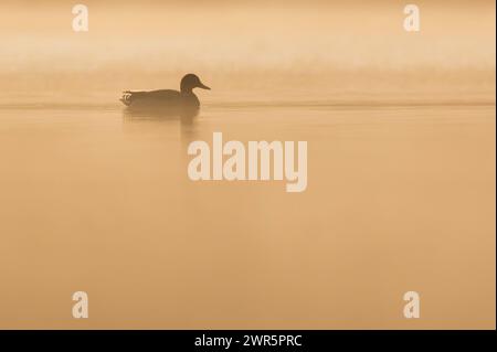 Eine Stockente schwimmt im Morgenlicht auf dem Linsenbergweiher. Rottweil Baden-Württemberg Deutschland *** Un'anatra domestica nuota alla luce del mattino sulla Linsenbergweiher Rottweil Baden Württemberg Germania Foto Stock