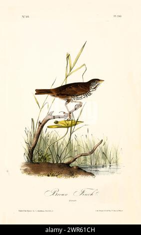 Vecchia illustrazione incisa di Brown finch (Melospiza melodia). Creato da J.J. Audubon: Birds of America, Philadelphia, 1840. Foto Stock