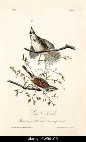 Vecchia illustrazione incisa di Song finch (Melospiza melodia). Creato da J.J. Audubon: Birds of America, Philadelphia, 1840. Foto Stock