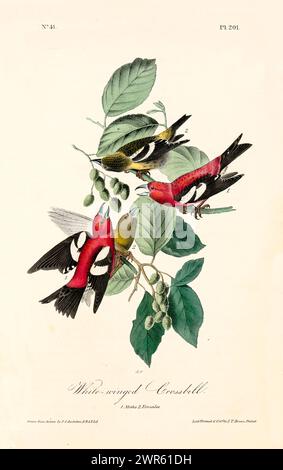Vecchia illustrazione incisa della croce con ali bianche (Loxia leucoptera). Creato da J.J. Audubon: Birds of America, Philadelphia, 1840. Foto Stock