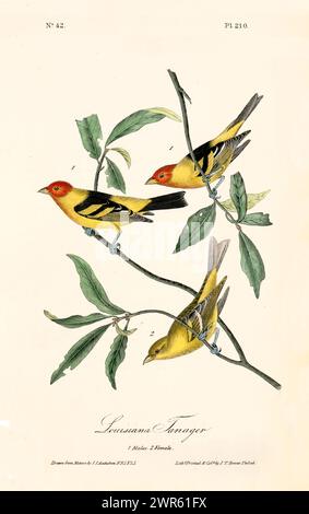 Elemento decorativo in stile vintage caratterizzato da vivaci uccelli gialli con teste rosse arroccate tra lunghe foglie verdi. Di J.J. Audubon 1840 Foto Stock