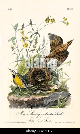 Meadow Larks con petti gialli e ali marroni, in una lussureggiante scena di nidi con fiori di Gerardia. Ottima composizione vintage, linework dettagliato. 1840 Foto Stock