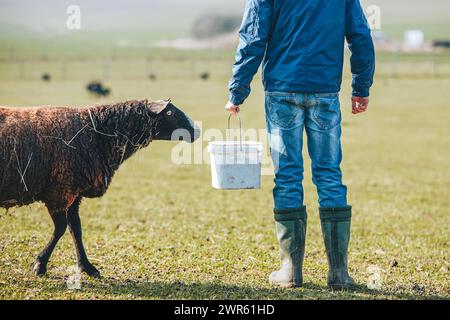 Mattinata di sole in una fattoria rurale. Agricoltore con secchio durante l'alimentazione delle pecore. Foto Stock