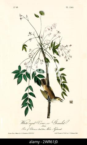 Vecchia illustrazione incisa di vireo o Greenlet dagli occhi bianchi (Vireo griseus). Di J.J. Audubon: Birds of America, Philadelphia, 1840. Foto Stock