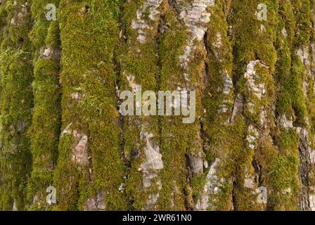 Pioppo, corteccia di Populus, tronco di albero coperto di muschio, primo piano. Sfondo naturale. Trencin, Zamarovce Slovacchia Foto Stock