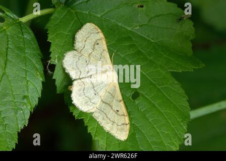 Falena con onde di panna, Scopula floslactata seduta con ali spalmate sulla foglia, primo piano. Trencin, Kostolna Slovacchia Foto Stock