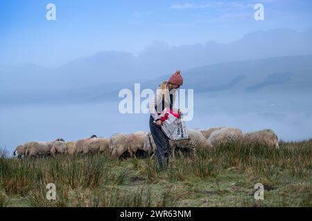 Giovane pastore che dà da mangiare a un gregge di pecore di Swaledale nella brughiera in inverno. Wensleydale, North Yorkshire, Regno Unito. Foto Stock