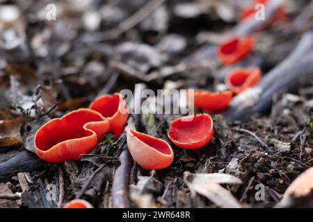 Bellissimo macro shot di funghi primaverili commestibili tazza di elfo scarlatto (Sarcoscypha coccinea) nella foresta primaverile. Macro fotografia naturalistica Foto Stock