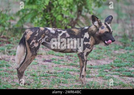 Il cane selvatico africano (Lycaon pictus) sulla caccia alla ricerca di prede nel South Luangwa National Park, Zambia Foto Stock