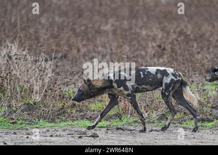 Il cane selvatico africano (Lycaon pictus) sulla caccia alla ricerca di prede nel South Luangwa National Park, Zambia Foto Stock