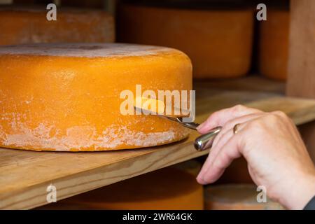 Prelevare un campione da un formaggio su uno scaffale di un caseificio Foto Stock