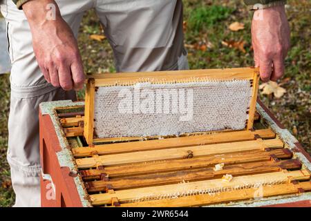 L'apicoltore solleva i telai da un alveare per controllare la presenza di un alveare Foto Stock