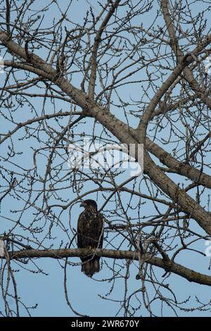 Aquila calva giovanile arroccata su un albero in immagine verticale Foto Stock