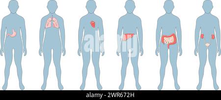 Organi interni nel corpo umano. Stomaco, fegato, intestino, vescica, polmoni, rene, cuore, vescica. Impostare le icone. Poster vettoriale. Illustrazione piatta. A umano Illustrazione Vettoriale