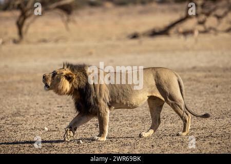 Leone maschio di razza nera (Panthera leo) nel Nossob ruggito dopo aver risolto una disputa territoriale Foto Stock