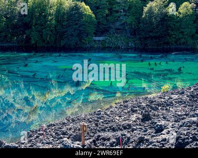 Laguna Arcoiris, alberi morti nel lago, Parco Nazionale del Conguillio, Cile Foto Stock