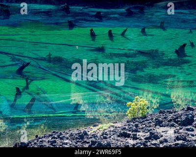 Laguna Arcoiris, alberi morti nel lago, Parco Nazionale del Conguillio, Cile Foto Stock