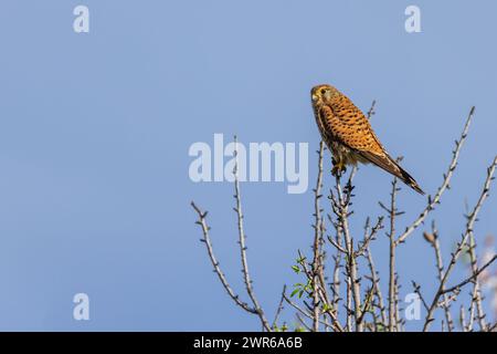 Un gheppio comune (falco tinnunculus) si trova su una filiale a Maiorca, Maiorca, Isole Baleari, Spagna, Europa Foto Stock