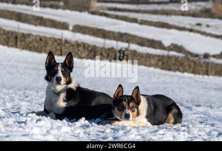 Coppia di cani da pastore Border Collie che lavorano nella neve sopra Hawes nello Yorkshire Dales, Regno Unito. Foto Stock